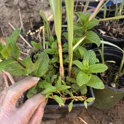 3in1 Mint Laska+lemongrass 