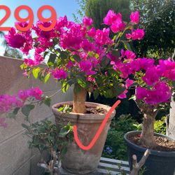 Bonsai bougainvillea, spiral cactus, monkey tail and other plants