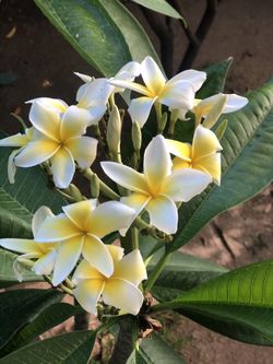 PLANT LOVERS! Beautiful Plumeria Plants
