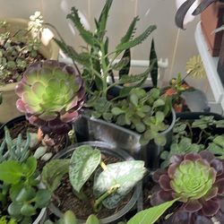 Plantas En Venta 5-$$