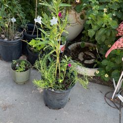 Roelia And Rallito De Sol