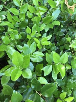 Waxed Leaf Ligustrum
