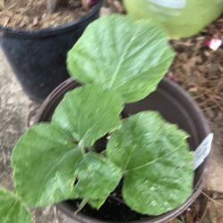 Gourd Mellon Seedling Plants Producing Hundreds Of Fruits Free Black Eyed Susan Plant 