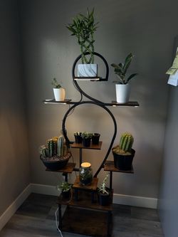 PLANT DISPLAY CABINET