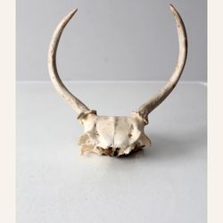 Deer 3 Point 