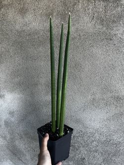 Sansiviera Cylindrica
