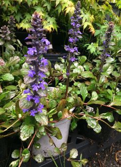 Gallon Ajuga plants