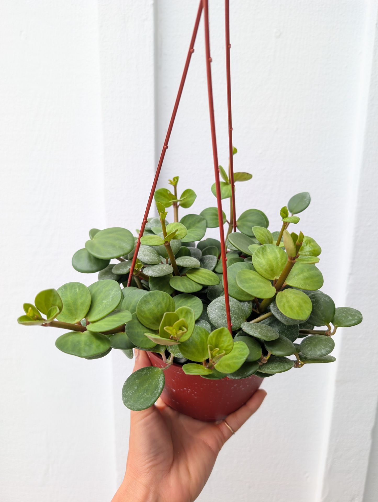 Pepperomia Hope Plant 6" Pot - Indoor House Plants