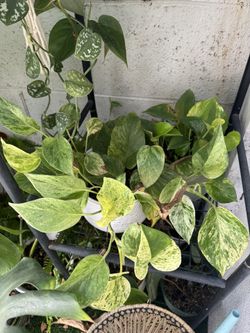 Pothos