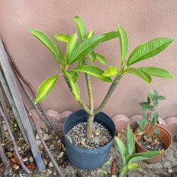 Plumeria