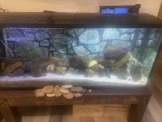55gallon Fish tank 