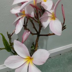 Colorful Fragrant Plumeria Cuttings With Flowers Intact Ready To Plant 