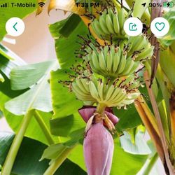 Cavendish Dwarf Banana Fully Grown Tree In 1 Gallon Pot Free Black Eyed Susan Plant