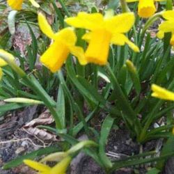 Miniature Daffadil Perennial Plants 
