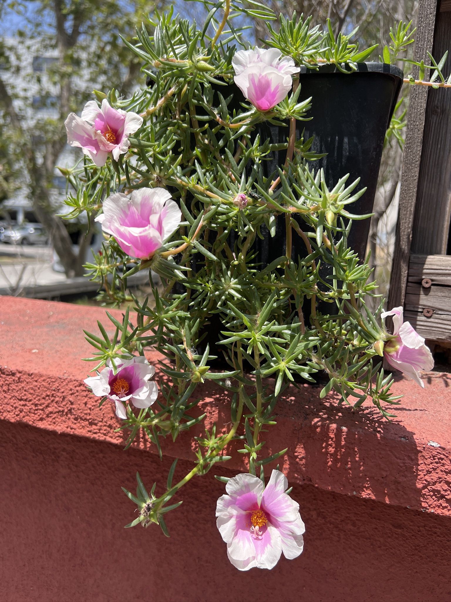 WHITE & BABY PINK Grandiflora Portulaca Jaspiada Table Moss Rose