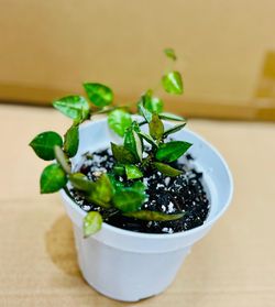 Houseplant Hoya - Krohniana Splash