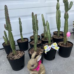 Euphorbia cactus