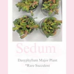 Sedum  Dasyphyllum 