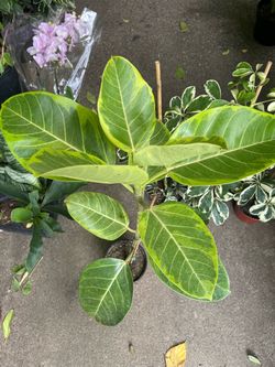 ~2.5ft ficus altisisma yellow gem, ficus Audrey 95820