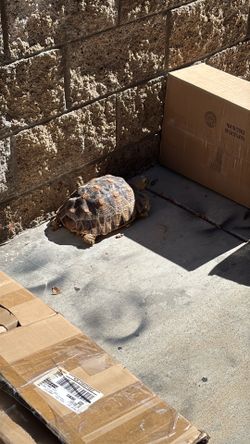 Tortoise food