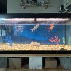 Fish Tank 75 Gallons 