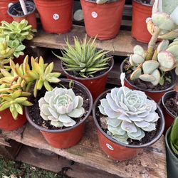 Variety Of Succulents Plants 