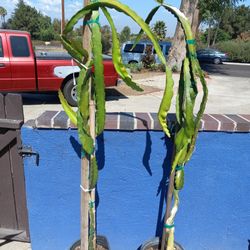 Dragonfruit Cactus