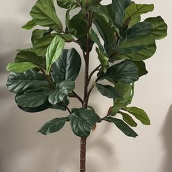 Faux Potted Fiddle Leaf Fig Trees / Plant (West Elm)