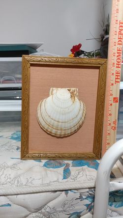 Sea shell