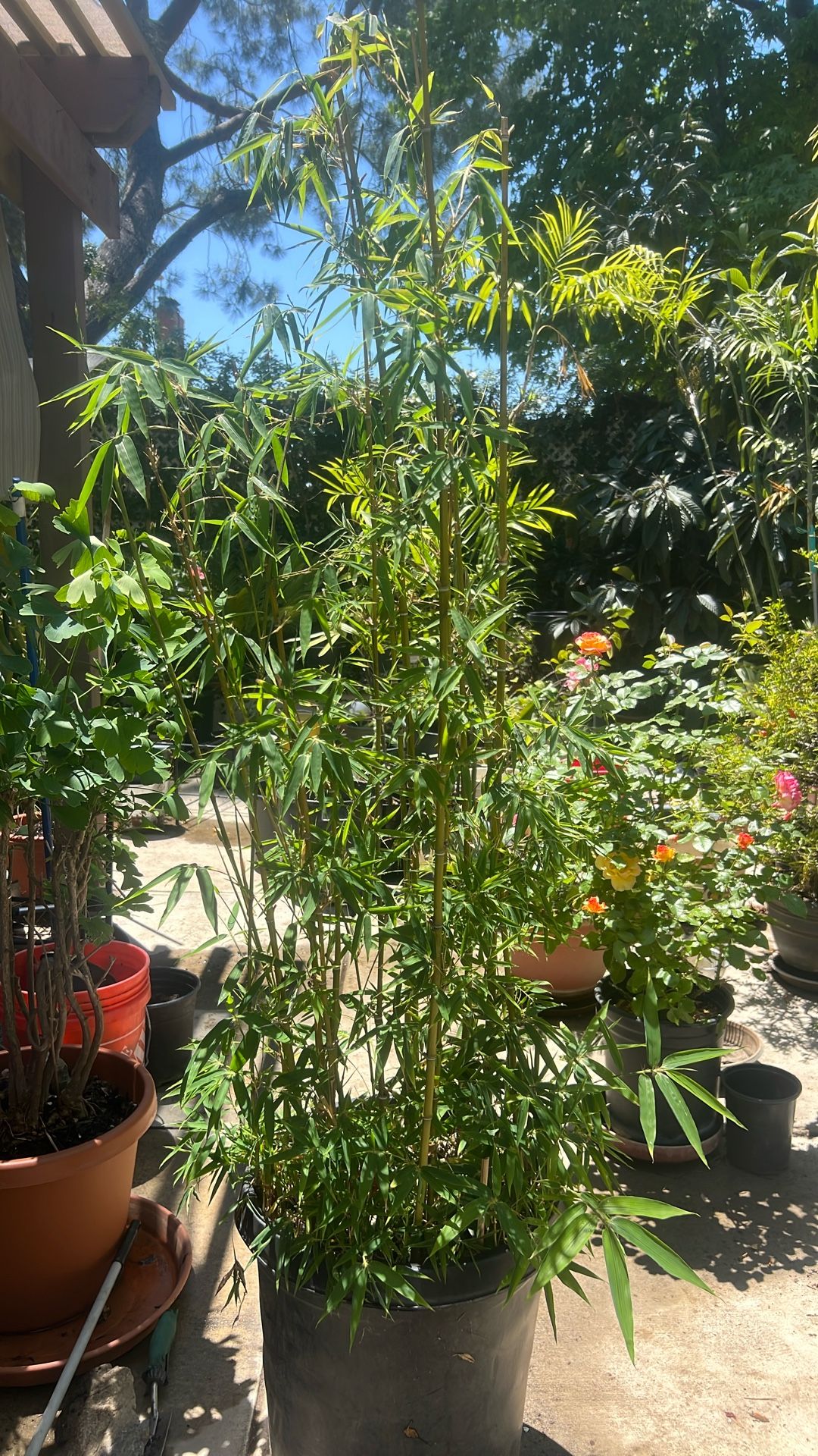 Bamboo