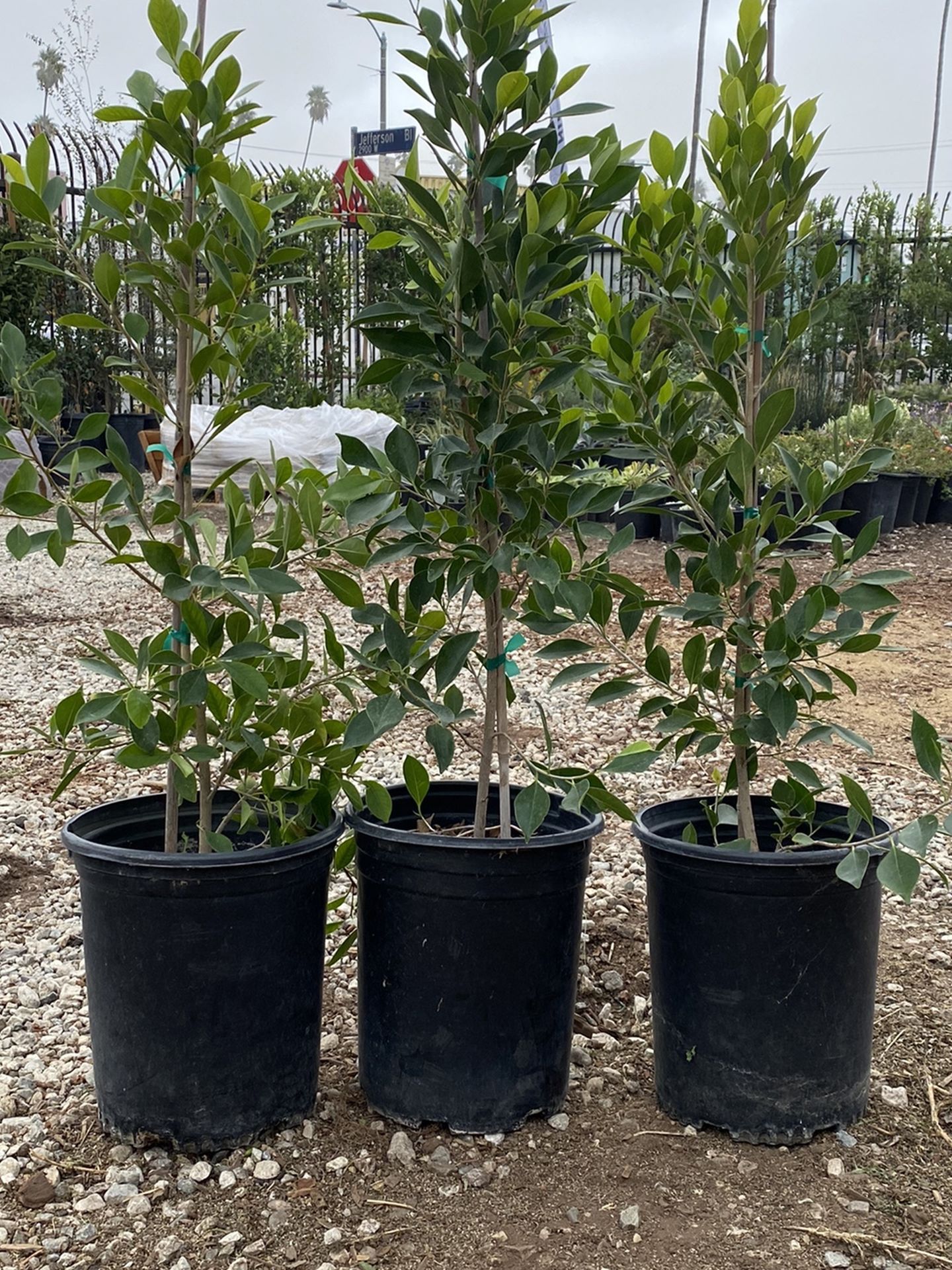 Ficus Nitida Hedge Trees In 5gal & 15gal,  Starting @ $17.50