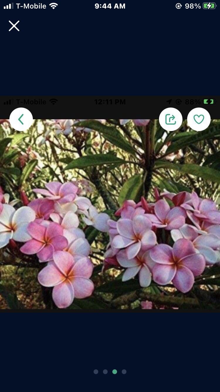 Plumeria Plant In 4Gal Pot Assorted Colors