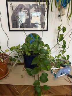 Plant sale !! $20/each