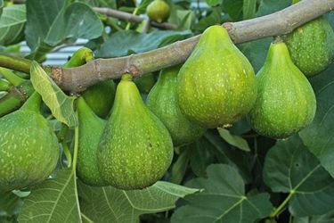 Figs - Organic Tree Ripened Desert Kings