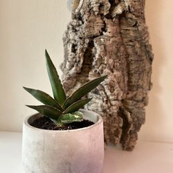 Sansevieria “Samurai”