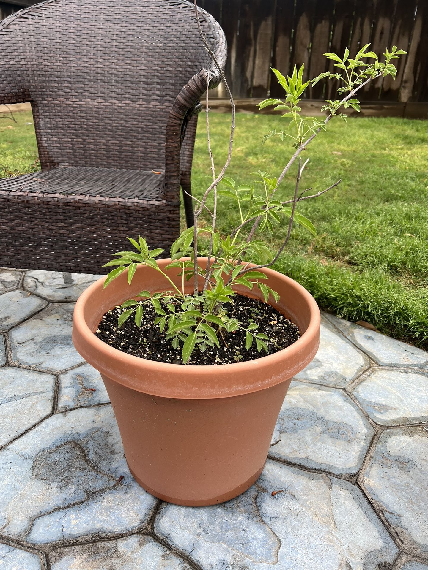 Elderberry