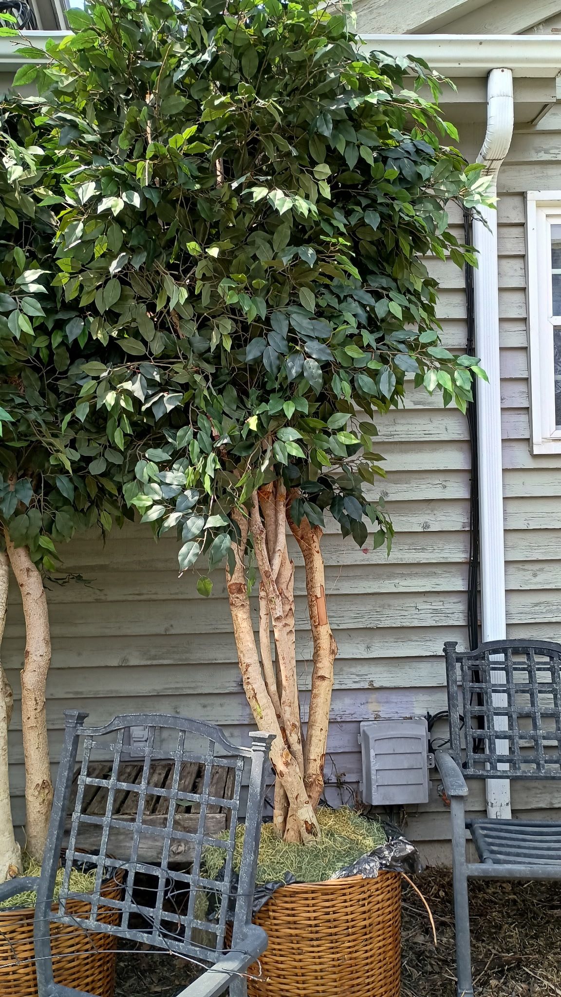 Two Fake 12ft Decor Trees