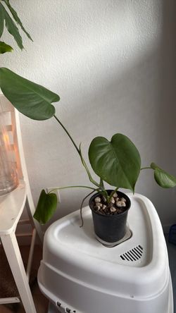 Monstera deliciosa, también conocida como costilla de Adán