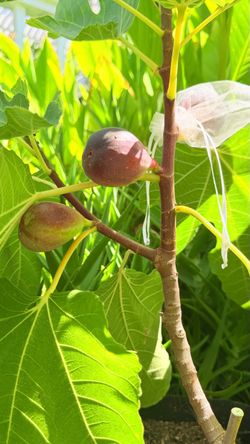 5-Gallon Black Mission Fig Tree – Healthy & Ready to Plant