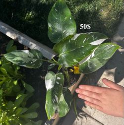Super rare, pink and white philodendron princess