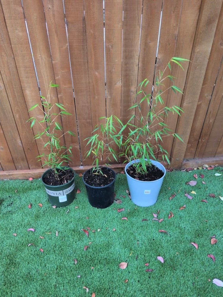 Non-spreading Bamboo Plants