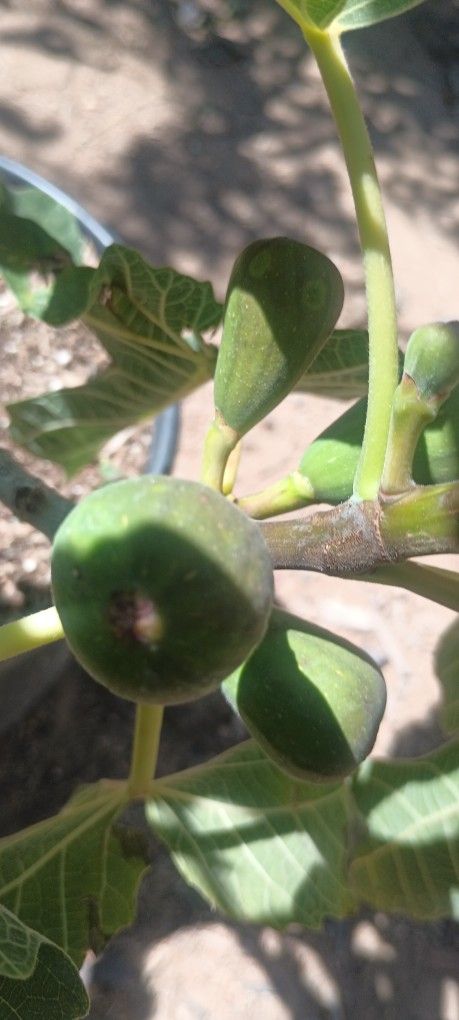 Fig Trees.