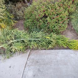 Large/Healthy Fire Stick Plant + Cuttings