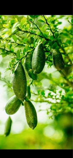 Finger lime