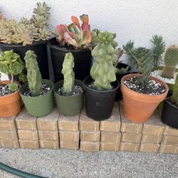 Cactus,  Succulent, And Plants For Sale