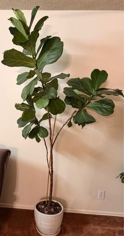 Large Fiddle Leaf Fig Plant – Healthy – Decorative