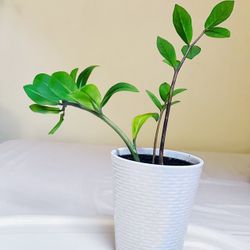 Zz Plant 