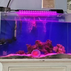 Fish TANK Saltwater Beautiful 