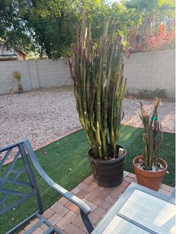 Good luck plants