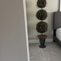 Decorative Plant ( About 5 Feet Tall)